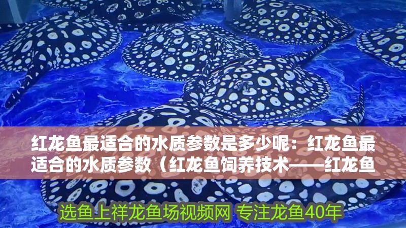 紅龍魚最適合的水質參數是多少呢：紅龍魚最適合的水質參數（紅龍魚飼養技術——紅龍魚的水質參數）