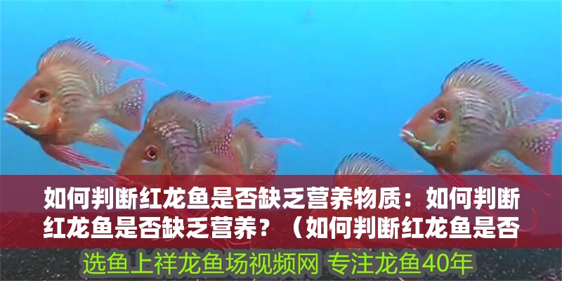如何判斷紅龍魚是否缺乏營養物質：如何判斷紅龍魚是否缺乏營養？（如何判斷紅龍魚是否缺乏營養）