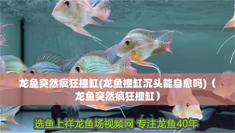 龍魚突然瘋狂撞缸(龍魚撞缸沉頭能自愈嗎)（龍魚突然瘋狂撞缸）