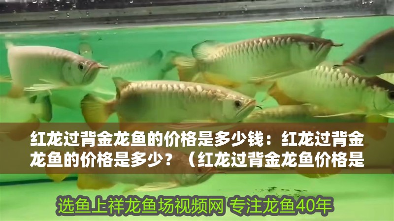 紅龍過背金龍魚的價格是多少錢：紅龍過背金龍魚的價格是多少？（紅龍過背金龍魚價格是多少紅龍過背金龍魚的價格是多少）
