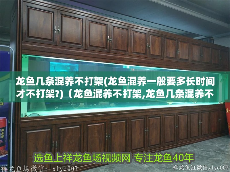 魚缸過濾器選購指南:自制魚缸過濾器魚缸上置過濾器對于養(yǎng)魚愛好者的必備知識 龍魚幾條混養(yǎng)不打架(龍魚混養(yǎng)一般要多長時間才不打架?)(龍魚混養(yǎng)不打架,龍魚幾條混養(yǎng)不打架,龍魚多少條養(yǎng)不打架) 觀賞魚百科 龍魚幾條混養(yǎng)不打架(龍魚混養(yǎng)一般要多長時間才不打架?)(龍魚混養(yǎng)不打架,龍魚幾條混養(yǎng)不打架,龍魚多少條養(yǎng)不打架) 龍魚幾條混養(yǎng)不打架(龍魚混養(yǎng)一般要多長時間才不打架?)(龍魚混養(yǎng)不打架,龍魚幾條混養(yǎng)不打架,龍魚多少條養(yǎng)不打架) 觀賞魚百科