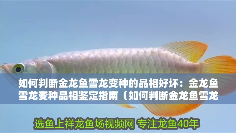 如何判斷金龍魚雪龍變種的品相好壞：金龍魚雪龍變種品相鑒定指南（如何判斷金龍魚雪龍變種的品相）