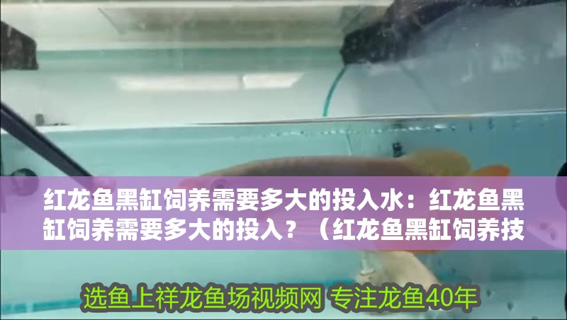 紅龍魚黑缸飼養(yǎng)需要多大的投入水：紅龍魚黑缸飼養(yǎng)需要多大的投入？（紅龍魚黑缸飼養(yǎng)技術(shù)）