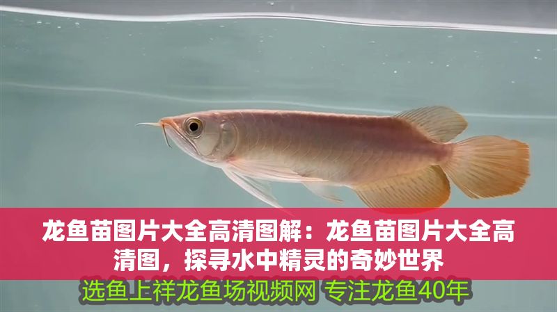 龍魚苗圖片大全高清圖解：龍魚苗圖片大全高清圖，探尋水中精靈的奇妙世界