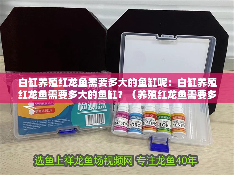 白缸養殖紅龍魚需要多大的魚缸呢：白缸養殖紅龍魚需要多大的魚缸？（養殖紅龍魚需要多大尺寸的魚缸）