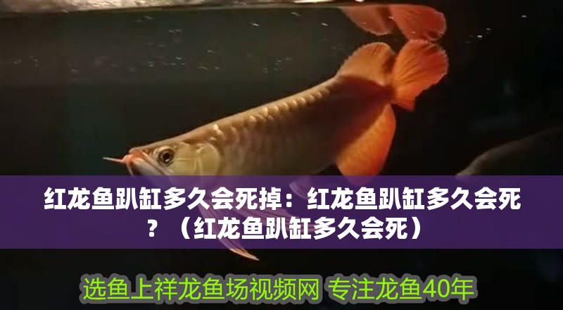 紅龍魚趴缸多久會死掉：紅龍魚趴缸多久會死？（紅龍魚趴缸多久會死）