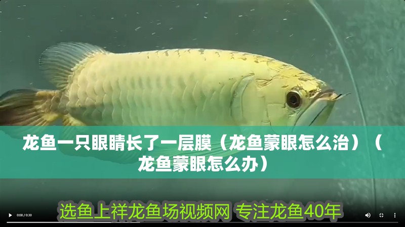 龍魚一只眼睛長了一層膜（龍魚蒙眼怎么治）（龍魚蒙眼怎么辦）