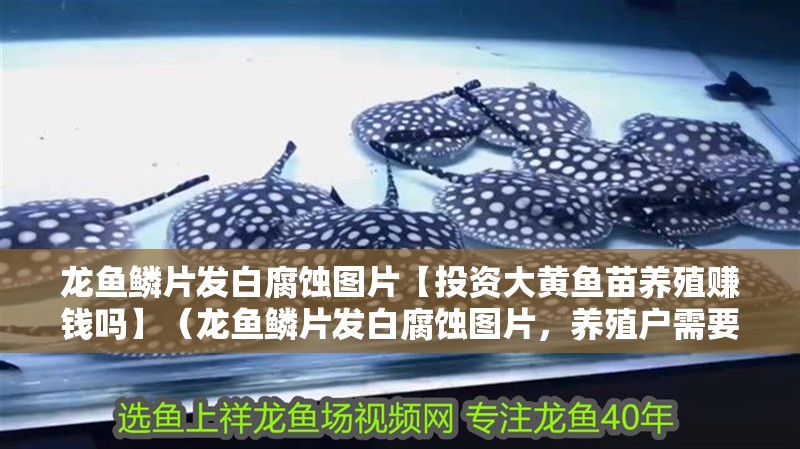 龍魚鱗片發(fā)白腐蝕圖片【投資大黃魚苗養(yǎng)殖賺錢嗎】（龍魚鱗片發(fā)白腐蝕圖片，養(yǎng)殖戶需要了解龍魚鱗片發(fā)白和腐蝕圖片）