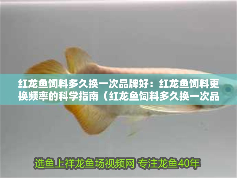 紅龍魚飼料多久換一次品牌好：紅龍魚飼料更換頻率的科學指南（紅龍魚飼料多久換一次品牌）