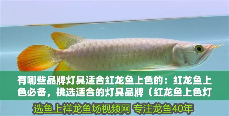 有哪些品牌燈具適合紅龍魚上色的：紅龍魚上色必備，挑選適合的燈具品牌（紅龍魚上色燈具品牌推薦：紅龍魚上色的燈具品牌推薦）