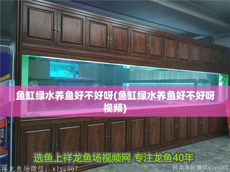 魚缸綠水養魚好不好呀(魚缸綠水養魚好不好呀視頻)