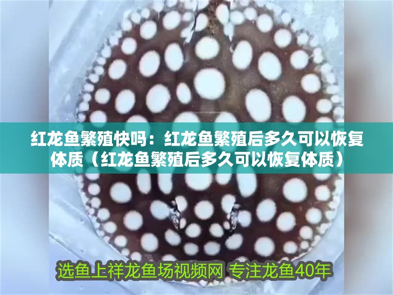 紅龍魚繁殖快嗎：紅龍魚繁殖后多久可以恢復體質（紅龍魚繁殖后多久可以恢復體質）