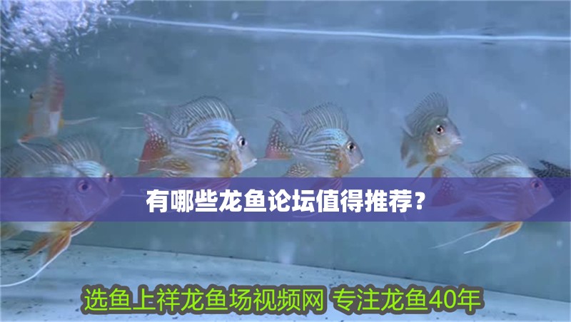 有哪些龍魚論壇值得推薦？ 有哪些龍魚論壇值得推薦？ 龍魚百科