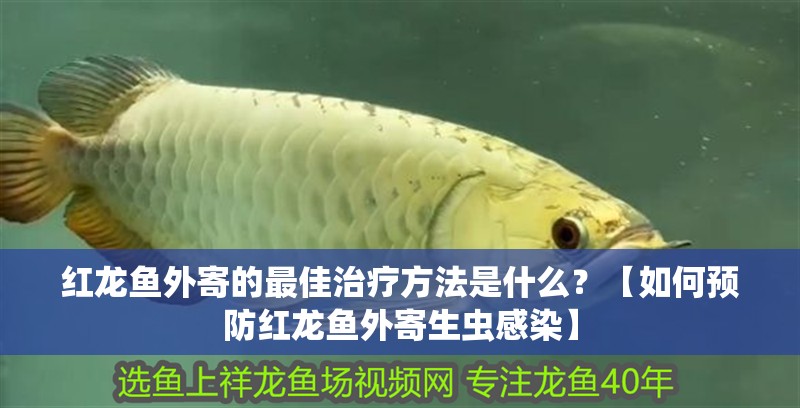 紅龍魚外寄的最佳治療方法是什么？【如何預防紅龍魚外寄生蟲感染】
