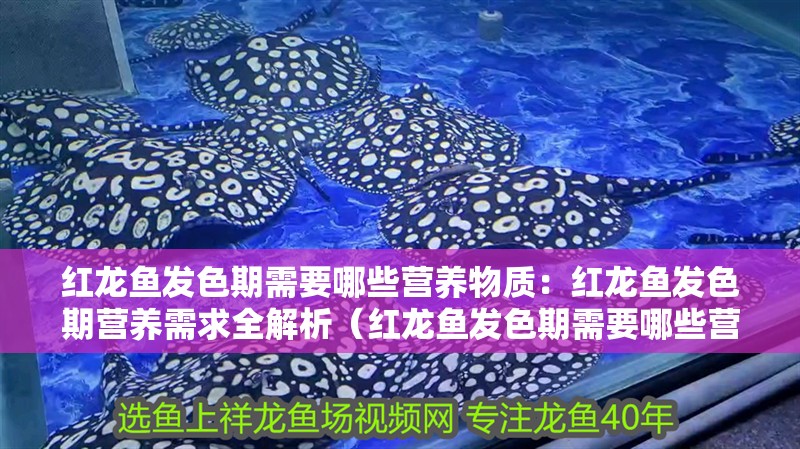 紅龍魚發色期需要哪些營養物質：紅龍魚發色期營養需求全解析（紅龍魚發色期需要哪些營養，）