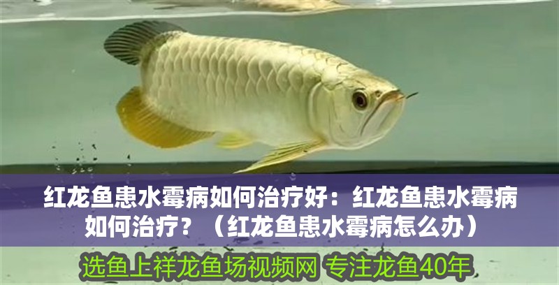 紅龍魚患水霉病如何治療好：紅龍魚患水霉病如何治療？（紅龍魚患水霉病怎么辦）