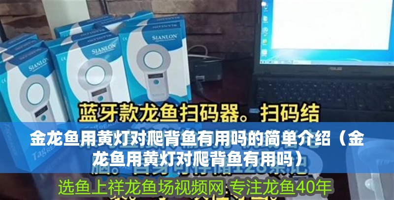 龍魚干蝦有營養嗎 金龍魚用黃燈對爬背魚有用嗎的簡單介紹(金龍魚用黃燈對爬背魚有用嗎) 觀賞魚百科 金龍魚用黃燈對爬背魚有用嗎的簡單介紹(金龍魚用黃燈對爬背魚有用嗎) 金龍魚用黃燈對爬背魚有用嗎的簡單介紹(金龍魚用黃燈對爬背魚有用嗎) 觀賞魚百科