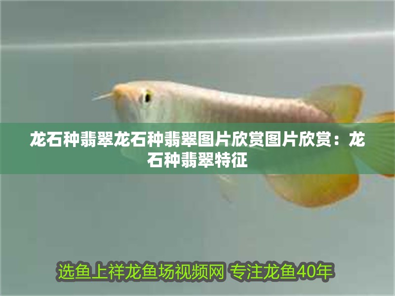 龍石種翡翠龍石種翡翠圖片欣賞圖片欣賞：龍石種翡翠特征