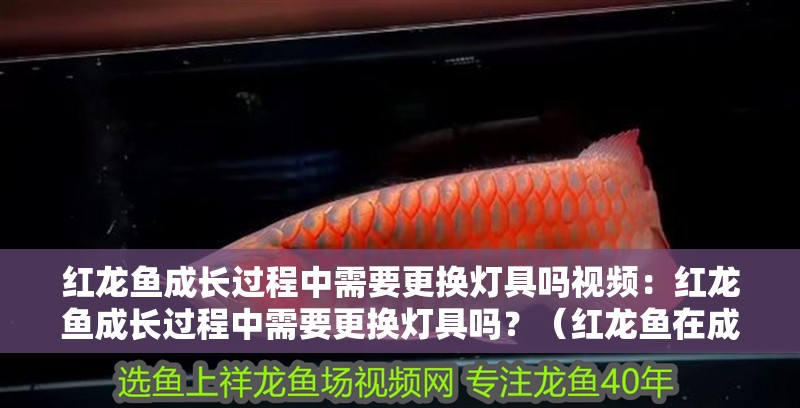 紅龍魚成長過程中需要更換燈具嗎視頻：紅龍魚成長過程中需要更換燈具嗎？（紅龍魚在成長過程中是否需要更換燈具）