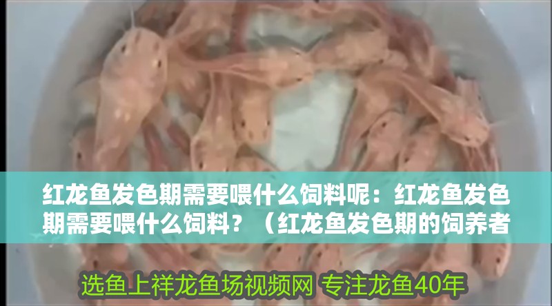 紅龍魚發色期需要喂什么飼料呢：紅龍魚發色期需要喂什么飼料？（紅龍魚發色期的飼養者應該如何選擇紅龍魚發色期的飼料）