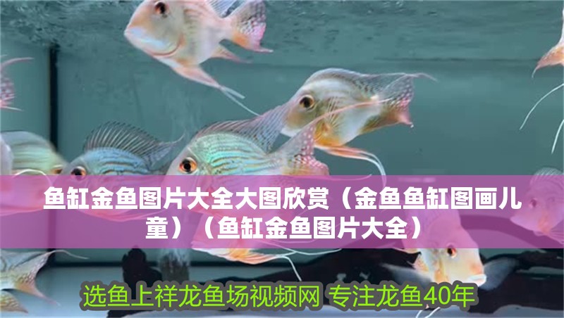 魚缸用增氧泵價格是多少:魚缸增氧機-xtrac增氧機-xtrac增氧機 魚缸金魚圖片大全大圖欣賞(金魚魚缸圖畫兒童)(魚缸金魚圖片大全) 觀賞魚百科 魚缸金魚圖片大全大圖欣賞(金魚魚缸圖畫兒童)(魚缸金魚圖片大全) 魚缸金魚圖片大全大圖欣賞(金魚魚缸圖畫兒童)(魚缸金魚圖片大全) 觀賞魚百科