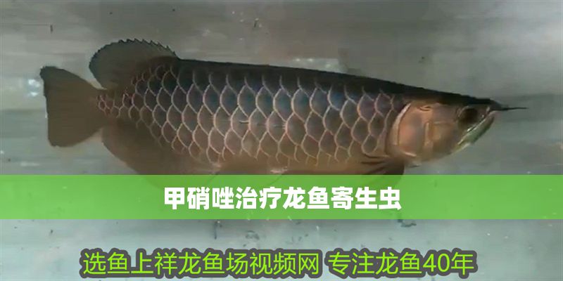 甲硝唑治療龍魚寄生蟲