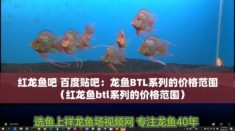紅龍魚吧 百度貼吧：龍魚BTL系列的價格范圍（紅龍魚btl系列的價格范圍）