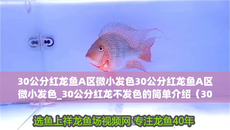30公分紅龍魚A區微小發色30公分紅龍魚A區微小發色_30公分紅龍不發色的簡單介紹（30公分紅龍魚a區微小發色30公分紅龍魚a區微小發色30公分紅龍魚） 30公分紅龍魚A區微小發色30公分紅龍魚A區微小發色_30公分紅龍不發色的簡單介紹（30公分紅龍魚a區微小發色30公分紅龍魚a區微小發色30公分紅龍魚） 觀賞魚百科