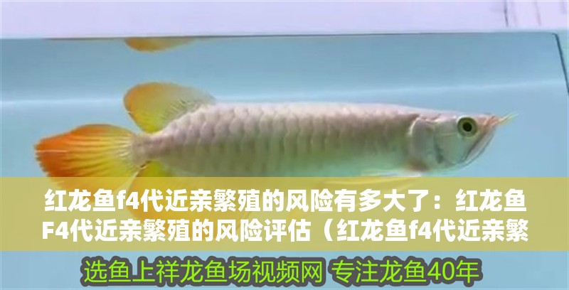 紅龍魚f4代近親繁殖的風險有多大了：紅龍魚F4代近親繁殖的風險評估（紅龍魚f4代近親繁殖的風險評估）