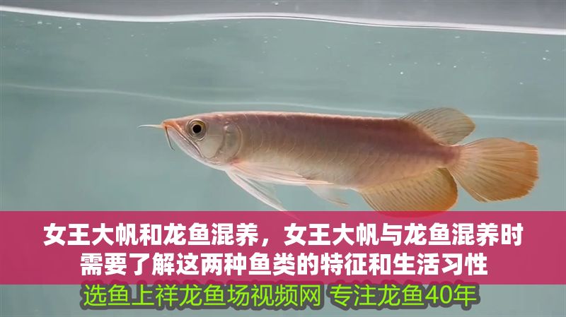 女王大帆和龍魚混養，女王大帆與龍魚混養時需要了解這兩種魚類的特征和生活習性