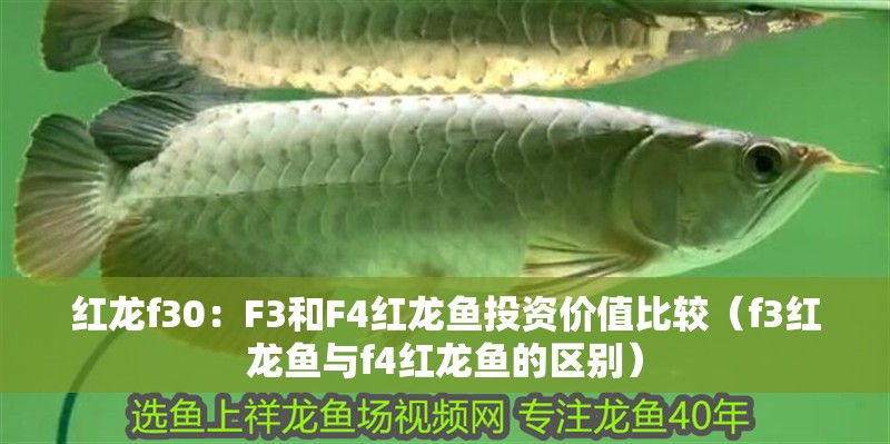 紅龍f30：F3和F4紅龍魚(yú)投資價(jià)值比較（f3紅龍魚(yú)與f4紅龍魚(yú)的區(qū)別）