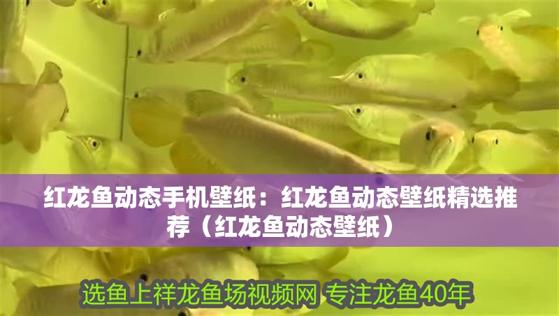 紅龍魚動態手機壁紙：紅龍魚動態壁紙精選推薦（紅龍魚動態壁紙）