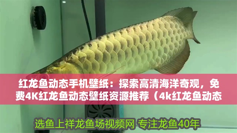 紅龍魚動態手機壁紙：探索高清海洋奇觀，免費4K紅龍魚動態壁紙資源推薦（4k紅龍魚動態壁紙）