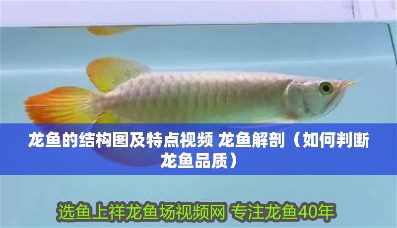 龍魚的結構圖及特點視頻 龍魚解剖（如何判斷龍魚品質） 龍魚的結構圖及特點視頻 龍魚解剖（如何判斷龍魚品質） 觀賞魚百科
