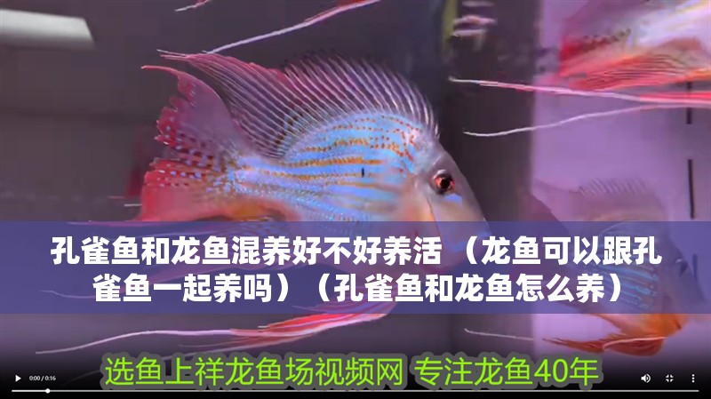 孔雀魚和龍魚混養好不好養活 （龍魚可以跟孔雀魚一起養嗎）（孔雀魚和龍魚怎么養）