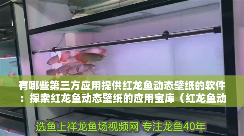 有哪些第三方應用提供紅龍魚動態壁紙的軟件：探索紅龍魚動態壁紙的應用寶庫（紅龍魚動態壁紙的優勢）