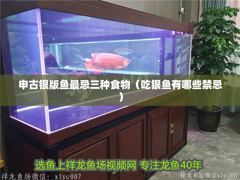 申古銀版魚最忌三種食物（吃銀魚有哪些禁忌） 申古銀版魚最忌三種食物（吃銀魚有哪些禁忌） 觀賞魚百科
