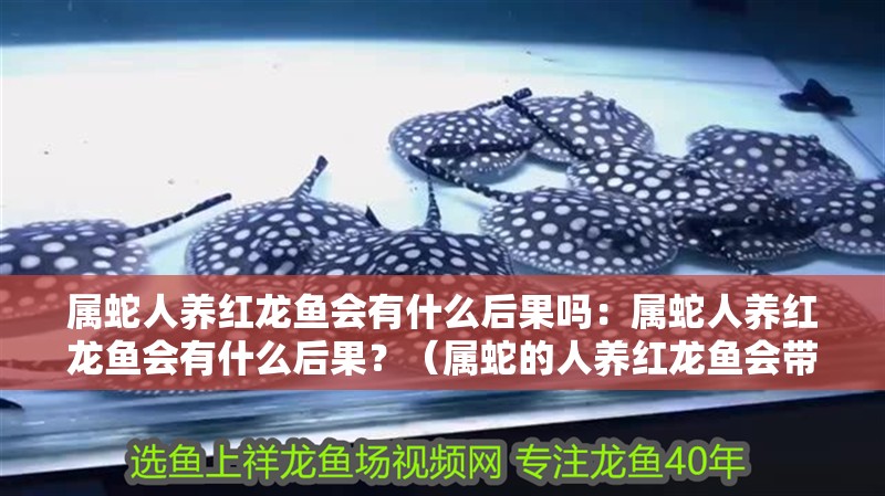 屬蛇人養(yǎng)紅龍魚會有什么后果嗎：屬蛇人養(yǎng)紅龍魚會有什么后果？（屬蛇的人養(yǎng)紅龍魚會帶來什么后果？）