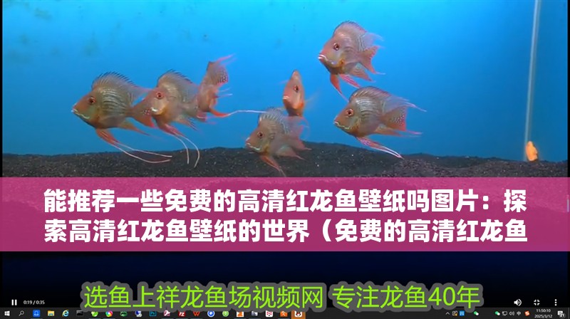 能推薦一些免費(fèi)的高清紅龍魚壁紙嗎圖片：探索高清紅龍魚壁紙的世界（免費(fèi)的高清紅龍魚壁紙）