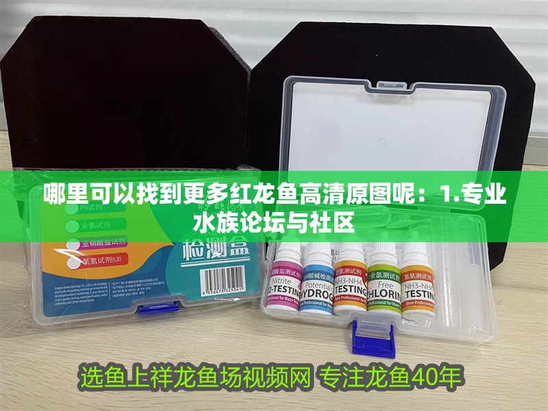 哪里可以找到更多紅龍魚高清原圖呢：1.專業(yè)水族論壇與社區(qū)