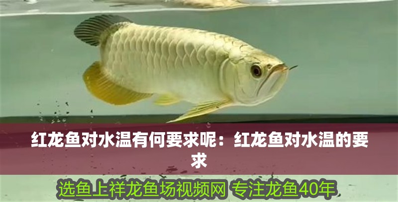 紅龍魚對水溫有何要求呢：紅龍魚對水溫的要求