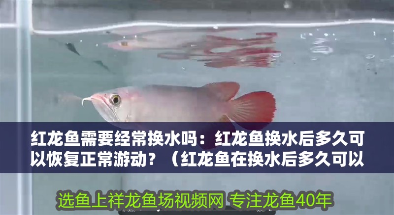 紅龍魚需要經(jīng)常換水嗎：紅龍魚換水后多久可以恢復(fù)正常游動(dòng)？（紅龍魚在換水后多久可以恢復(fù)正常游動(dòng)）