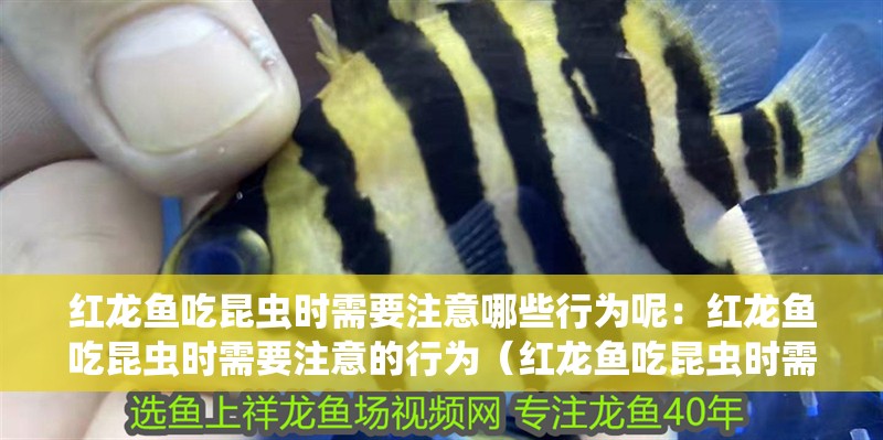 紅龍魚吃昆蟲時需要注意哪些行為呢：紅龍魚吃昆蟲時需要注意的行為（紅龍魚吃昆蟲時需要注意的行為，飼養者需要注意的行為）
