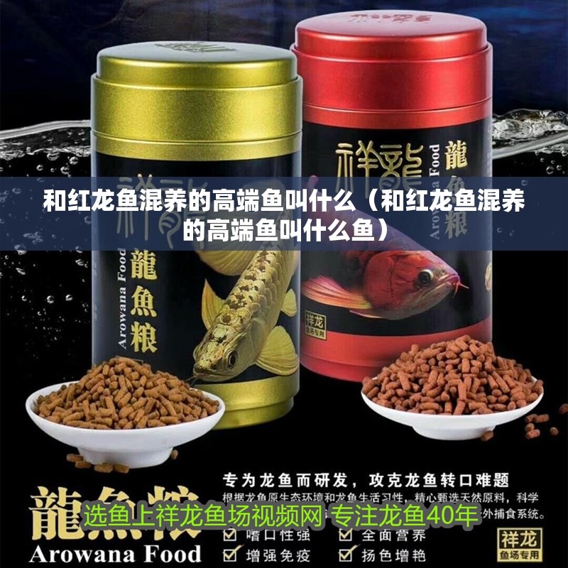 和紅龍魚混養的高端魚叫什么（和紅龍魚混養的高端魚叫什么魚） 和紅龍魚混養的高端魚叫什么（和紅龍魚混養的高端魚叫什么魚） 觀賞魚百科