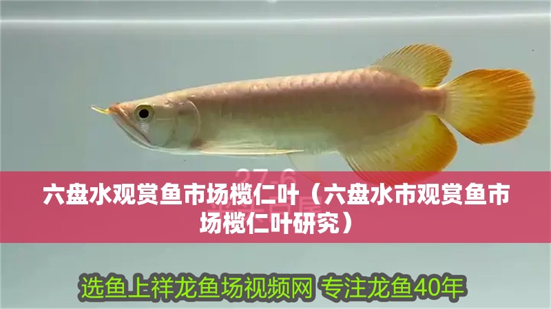 六盤水觀賞魚市場欖仁葉（六盤水市觀賞魚市場欖仁葉研究）