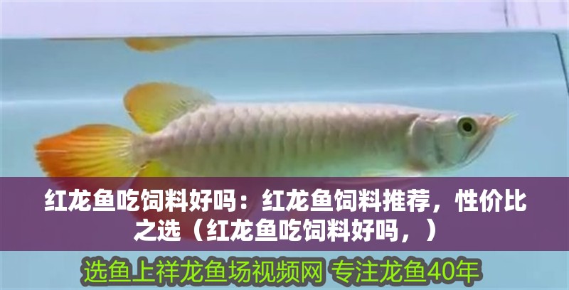 紅龍魚吃飼料好嗎：紅龍魚飼料推薦，性價比之選（紅龍魚吃飼料好嗎，）