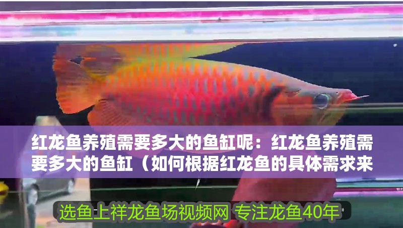 紅龍魚(yú)養(yǎng)殖需要多大的魚(yú)缸呢：紅龍魚(yú)養(yǎng)殖需要多大的魚(yú)缸（如何根據(jù)紅龍魚(yú)的具體需求來(lái)選擇一個(gè)合適的魚(yú)缸）