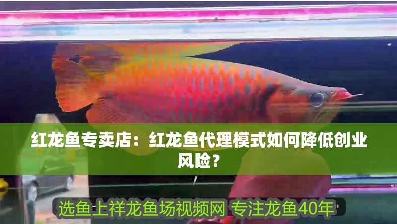 紅龍魚專賣店：紅龍魚代理模式如何降低創業風險？