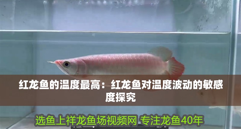 紅龍魚的溫度最高：紅龍魚對溫度波動的敏感度探究