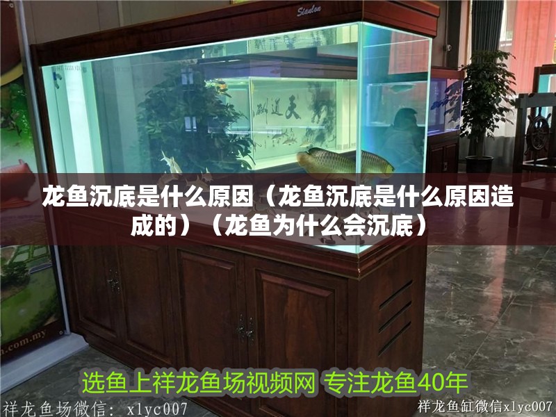 龍魚沉底是什么原因（龍魚沉底是什么原因造成的）（龍魚為什么會沉底）